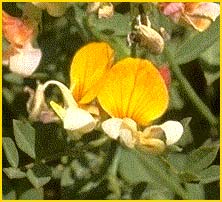     ( Lotus oblongifolius var. cupreus )