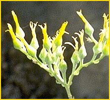  ( Dudleya cymosa ssp. costafolia )