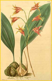 -  ( Bifrenaria aureofulva ) Curtis's Botanical Magazine 1839