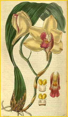    ( Bifrenaria harrisoniae ) Curtis's Botanical Magazine 1829