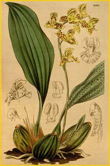   ( Bifrenaria aurantiaca ) Curtis's Botanical Magazine 1837