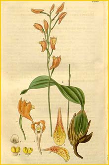   ( Bifrenaria racemosa ) Curtis's Botanical Magazine 1827