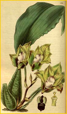   ( Bifrenaria tetragona ) Curtis's Botanical Magazine 1832