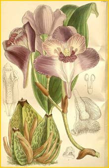   ( Bifrenaria tyrianthina ) Curtis's Botanical Magazine 1896