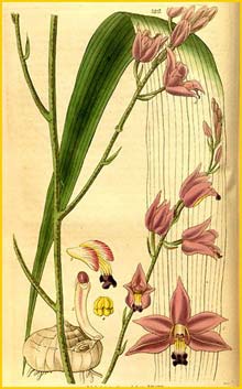    ( Bletia purpurea ) Curtis's Botanical Magazine 1833