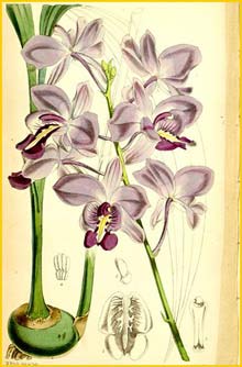   ( Bletia catenulata ) Curtis's Botanical Magazine 1867