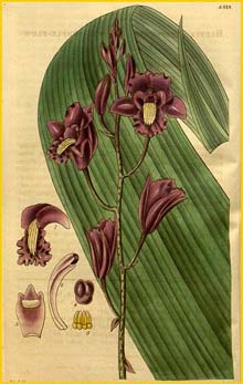    ( Bletia florida ) Curtis's Botanical Magazine 1834
