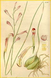    ( Bletia parkinsonii ) Curtis's Botanical Magazine