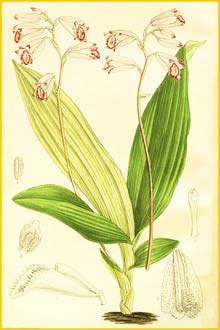   ( Bletilla foliosa ) Curtis's Botanical Magazine 1904
