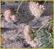Эриогонум  ( Eriogonum breedlovei var. breedlovei  )