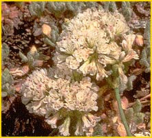 Эриогонум  ( Eriogonum breedlovei var. shevockii )