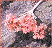 Эриогонум Лобба ( Eriogonum lobbii var. lobbii )