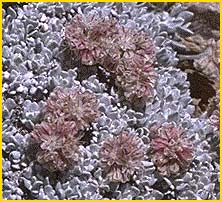 Эриогонум овальнолистный снежный ( Eriogonum ovalifolium var. nivale )