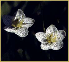   ( Parnassia californica )