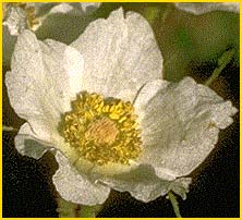   ( Rubus parviflorus )