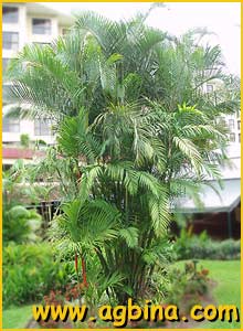    ( Chrysalidocarpus lutescens )