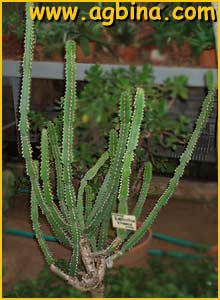    ( Euphorbia evansii )