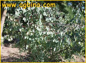   ( Eucalyptus albens )