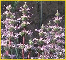 Шалфей сономский ( Salvia sonomensis )