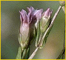   .  ( Gentianella amarella ssp. acut )