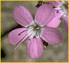   ( Gilia leptantha ssp. purpusii )