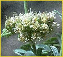    ( Petrophytum  caespitosum ssp. acuminatum)