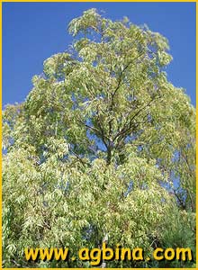   ( Eucalyptus camadulensis )