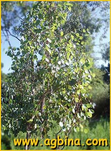  ( Eucalyptus tereticornis )