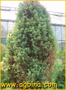    ( Juniperus oblonga )