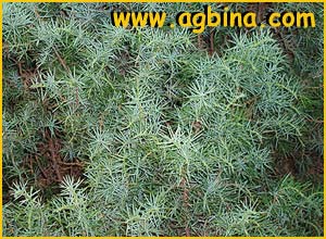   ( Juniperus oblonga )