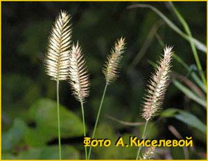   ( Agropyron pectinatum ) 