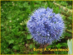   ( Allium caeruleum )