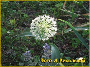   ( Allium karataviense )