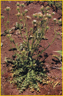    .  ( Carduus onopordioides var.albidus ) Flore de lIran