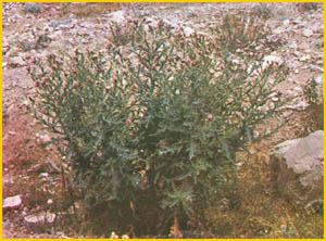   ( Carduus seminudus ) Flore de lIran