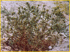   .  ( Carthamus lanatus ssp turkestanicus ) Flore de lIran