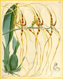   ( Brassia arcuigera ) Curtis's Botanical Magazine 1869
