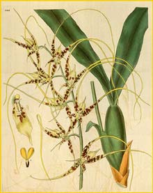   ( Brassia caudata ) Curtis's Botanical Magazine 