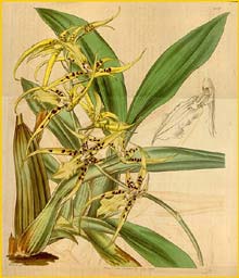   ( Brassia lanceana ) Curtis's Botanical Magazine