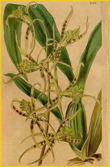   ( Brassia lanceana var. viridiflora ) Curtis's Botanical Magazine