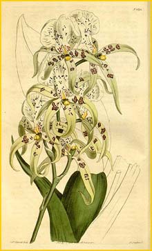    ( Brassia maculata ) Curtis's Botanical Magazine 1815