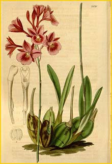    ( Broughtonia sanguinea ) Curtis's Botanical Magazine 1836