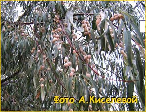   ( Elaeagnus angustifolia )
