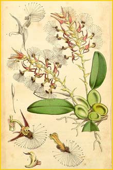   ( Bulbophyllum barbigerum ) Curtis's Botanical Magazine 1861