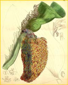   ( Bulbophyllum beccarii ) Curtis's Botanical Magazine 1881