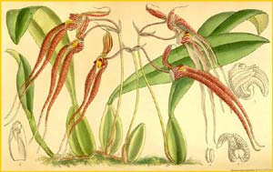   ( Bulbophyllum biflorum ) Curtis's Botanical Magazine 1910