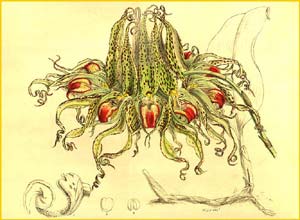   ( Bulbophyllum binnendijkii ) Curtis's Botanical Magazine 1908