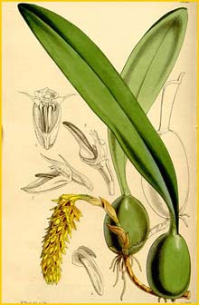   ( Bulbophyllum careyanum ) Curtis's Botanical Magazine 1862
