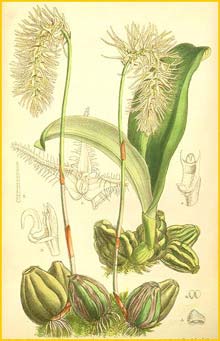   ( Bulbophyllum comosum ) Curtis's Botanical Magazine 