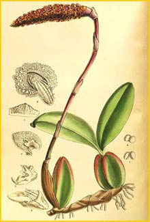   ( Bulbophyllum coriophorum ) Curtis's Botanical Magazine 1905